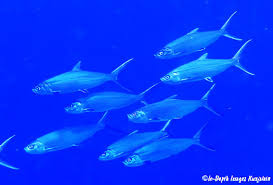 Image result for Chanos chanos