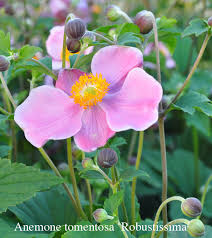 Attēlu rezultāti vaicājumam “Anemone x lipsiensis flower”