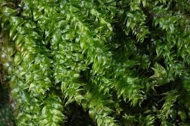 Attēlu rezultāti vaicājumam “Pseudotaxiphyllum elegans macro”