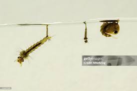 Attēlu rezultāti vaicājumam “Culex pipiens larva”