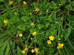 Attēlu rezultāti vaicājumam “Ranunculus cassubicus flower”