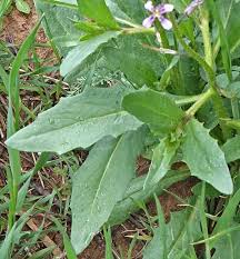 Attēlu rezultāti vaicājumam “Cribraria tenella stalked”