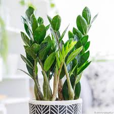 Image result for zamiokulkas