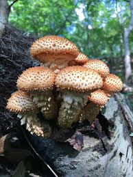 Attēlu rezultāti vaicājumam “Pholiota heteroclita”