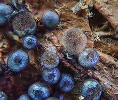 Attēlu rezultāti vaicājumam “Lamproderma gulielmae”