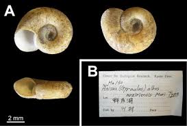Attēlu rezultāti vaicājumam “Planorbidae”