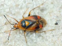 Attēlu rezultāti vaicājumam “Deraeocoris ruber”