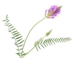 Attēlu rezultāti vaicājumam “Astragalus danicus leaf”