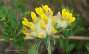 Attēlu rezultāti vaicājumam “Anthyllis maritima”