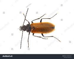 Attēlu rezultāti vaicājumam “Pseudocistela ceramboides”