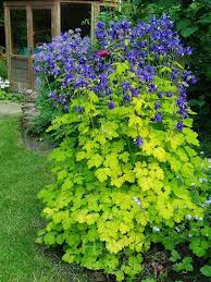 Attēlu rezultāti vaicājumam “Aquilegia vulgaris leaf”