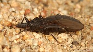 Attēlu rezultāti vaicājumam “Microstoma protracta”