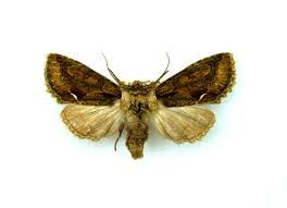 Attēlu rezultāti vaicājumam “Allophyes oxyacanthae”