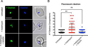 Attēlu rezultāti vaicājumam “Dianema depressum plasmodium”