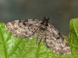 Attēlu rezultāti vaicājumam “Eupithecia tantillaria”