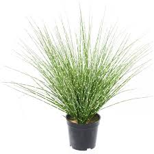 Image result for Miscanthus sinensis Zebrina