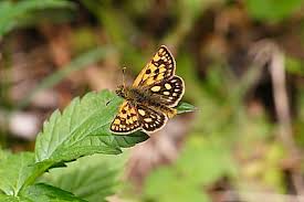 Attēlu rezultāti vaicājumam “Carterocephalus palaemon underside”