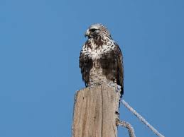 Attēlu rezultāti vaicājumam “Buteo lagopus adult”