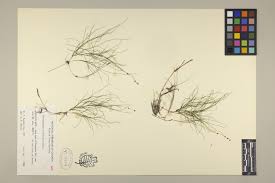 Attēlu rezultāti vaicājumam “Stuckenia filiformis bud”