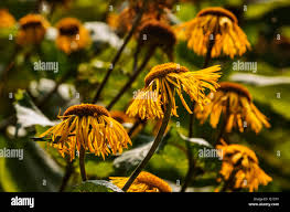 Attēlu rezultāti vaicājumam “Telekia speciosa flower”