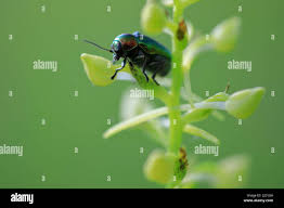 Attēlu rezultāti vaicājumam “Glischrochilus quadripunctatus imago”