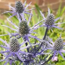 Image result for Eryngium `Blue Hobbit`
