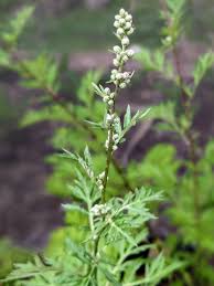 Attēlu rezultāti vaicājumam “Artemisia vulgaris flower”
