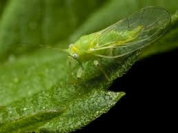 Attēlu rezultāti vaicājumam “Psylla alni”