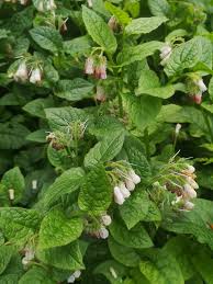 Attēlu rezultāti vaicājumam “Symphytum asperum leaf”