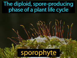 Attēlu rezultāti vaicājumam “sporophyte”