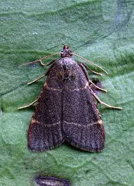 Attēlu rezultāti vaicājumam “Hypsopygia glaucinalis”