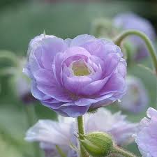 Image result for Geranium `Summer Skies`