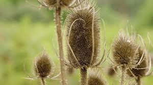 Attēlu rezultāti vaicājumam “Physarum xanthinum macro”