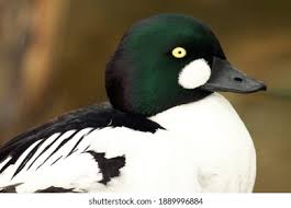 Attēlu rezultāti vaicājumam “Bucephala clangula male”