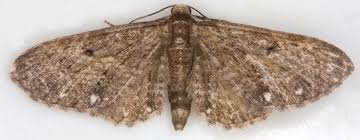 Attēlu rezultāti vaicājumam “Eupithecia icterata female”