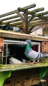 Image result for Meridian Racing Pigeon Lofts