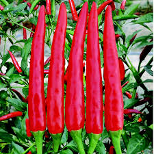 Afbeeldingsresultaat voor turkish cayenne hot pepper