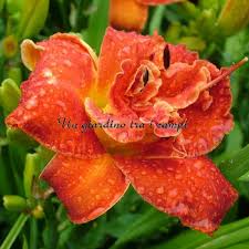 Image result for Hemerocallis `Moses Fire`
