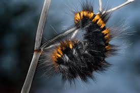 Attēlu rezultāti vaicājumam “Macrothylacia rubi”