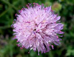 Attēlu rezultāti vaicājumam “Dipsacaceae”