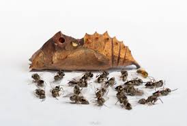 Attēlu rezultāti vaicājumam “Ichneumonidae cocoon”