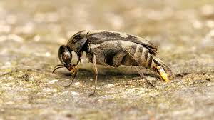 Attēlu rezultāti vaicājumam “Mordellidae”