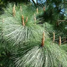 Attēlu rezultāti vaicājumam “Pinus”