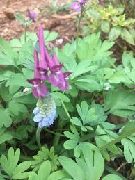 Attēlu rezultāti vaicājumam “Corydalis solida flower”