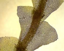 Attēlu rezultāti vaicājumam “Calypogeia sphagnicola”