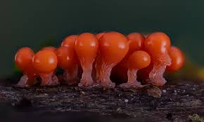 Attēlu rezultāti vaicājumam “Hemitrichia decipiens”