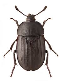 Attēlu rezultāti vaicājumam “Silpha sp.”