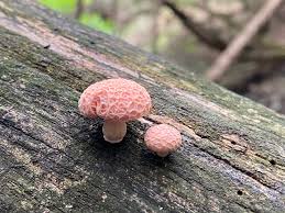 Attēlu rezultāti vaicājumam “Rhodotus palmatus”