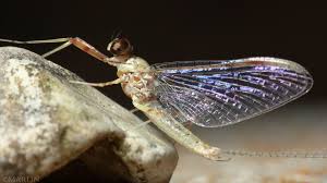 Attēlu rezultāti vaicājumam “Ephemeroptera”