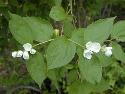 Attēlu rezultāti vaicājumam “Philadelphus coronarius flower”